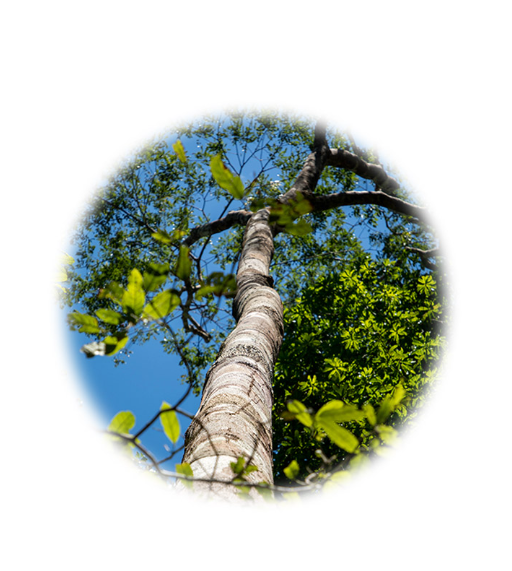 Copaiba - Aroma Natural de Copaiba - Imagem 2