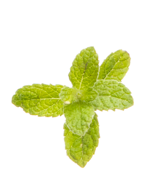 Peppermint Beadlet - Imagem 2